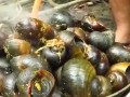 福寿螺吃哪里（福寿螺吃哪里的肉）