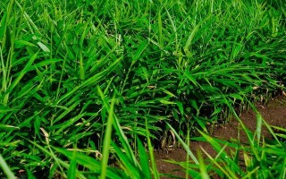 姜的起源与产地,生姜源于哪里的植物