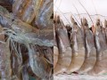 河虾哪里不能吃（河虾什么地方不能吃）