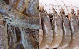 河虾哪里不能吃（河虾什么地方不能吃）