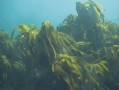 海带哪里的好（中国海带哪里的好）