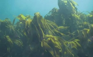 海带哪里的好（中国海带哪里的好）