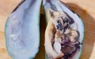 淡菜的腮在哪里（海鲜淡菜怎样清洗干净）