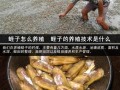 蛏子王怎么养殖,海鲜池养蛏子怎么样才能养活