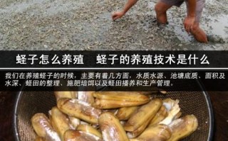 蛏子王怎么养殖,海鲜池养蛏子怎么样才能养活