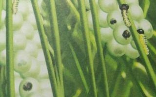 松枝记生意怎么样（昆虫记松毛虫的卵群的特点）