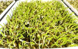 十大芽苗菜排名,豆芽种哪里好吃