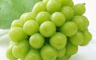 哪里的提子好吃（哪里的提子好吃又甜）
