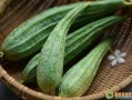 丝瓜哪里能吃（夏天有丝瓜吗）