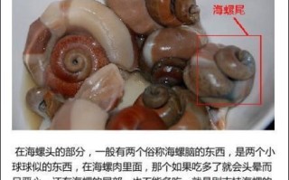 大海螺哪里不能吃图解（海螺哪里部分不能吃）