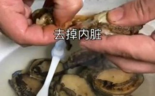 鲍鱼的内脏在哪里（鲍鱼的内脏在哪里?怎么处理）