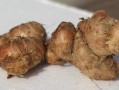 哪里沙姜好吃（哪里沙姜好吃又便宜）