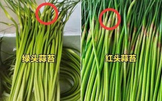 蒜苔哪里嫩（蒜苔根和头哪里最嫩）
