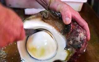 海蜗牛吃哪里（海蜗牛都吃什么）