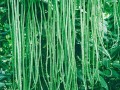 豆角长得好不长的原因,豆角长哪里?