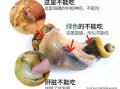 大海螺哪里不能吃（大海螺哪里不能吃图解视频）
