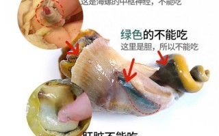 大海螺哪里不能吃（大海螺哪里不能吃图解视频）