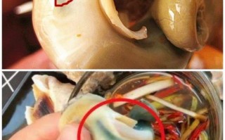 海螺肉哪里不能吃（海螺哪里不能吃图示）