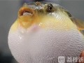 河豚鱼 哪里吃（河豚鱼哪里吃）