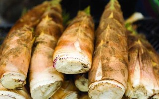 笋吃哪里（笋吃哪儿）