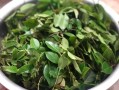 乌树叶哪里有（乌树叶哪里有卖）