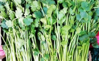 大香菜哪里有（山东的香菜为什么那么大颗）