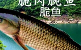 广州市哪有脆皖鱼买,脆脘的由来