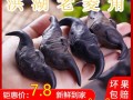 菱角是哪里的特产,菱角是哪里的特产?