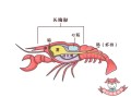 虾头在哪里（龙虾哪里是头部哪里是尾部）