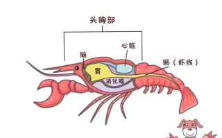虾头在哪里（龙虾哪里是头部哪里是尾部）