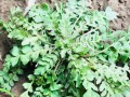 哪里的荠菜好吃（白花荠菜和紫花荠菜哪个更好）