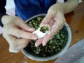 结婚珍珠小饺子的包法,珍珠水饺哪里小吃好吃