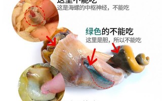 海螺头在哪里（海螺有内脏吗）