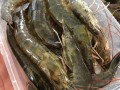 海虾哪里有卖（海虾批发市场）