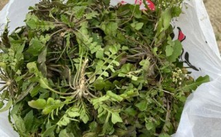 杭州周边哪里有挖野菜的,观音菜哪里有卖的