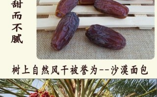 新疆椰枣哪儿产的质量最好,哪里的椰枣好吃