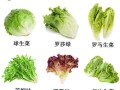 混合生菜哪里买（混合生菜哪里买的到）