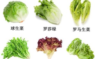 混合生菜哪里买（混合生菜哪里买的到）