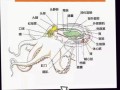 章鱼哪里不能吃（八爪鱼哪个部位不能吃）