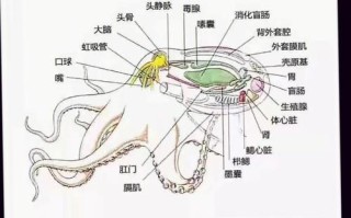 章鱼哪里不能吃（八爪鱼哪个部位不能吃）