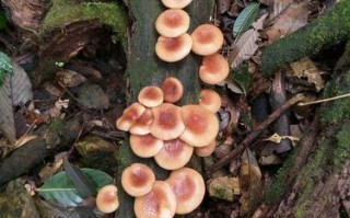 香菇长在什么树,香菇长在哪里的图片