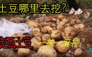 春节有个相声，讲的是，土豆哪里去挖，土豆西山一挖一麻袋,土豆的哪里去挖 土豆地里去挖 一挖一麻袋 一挖一麻袋