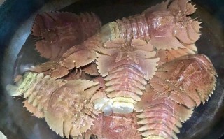 爬爬虾吃哪里（爬爬虾什么季节最好吃）