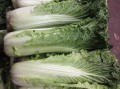 白菜子哪里的（大白菜与茼子白菜区别）