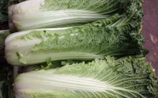 白菜子哪里的（大白菜与茼子白菜区别）