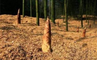 冬笋哪个地方的好,哪里需要竹笋种植