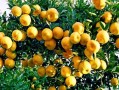 芦柑哪里好（芦柑产地是哪里）