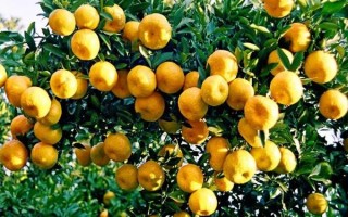 芦柑哪里好（芦柑产地是哪里）