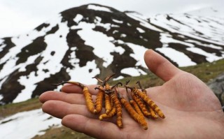 冬虫夏草的主要产地,冬虫夏草什么地方的最好
