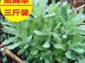 田艾哪里有卖（介绍水牛草作文）